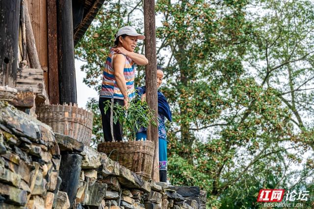 岁暖时刻｜白云深处有人家：藏在湘西山巅的原始苗寨