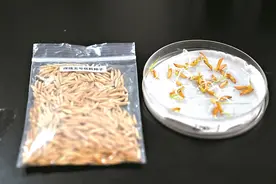 探月归来的种子扎根在广州：嫦娥五号、六号带回的稻种与月壤在广州接受科学研究图片