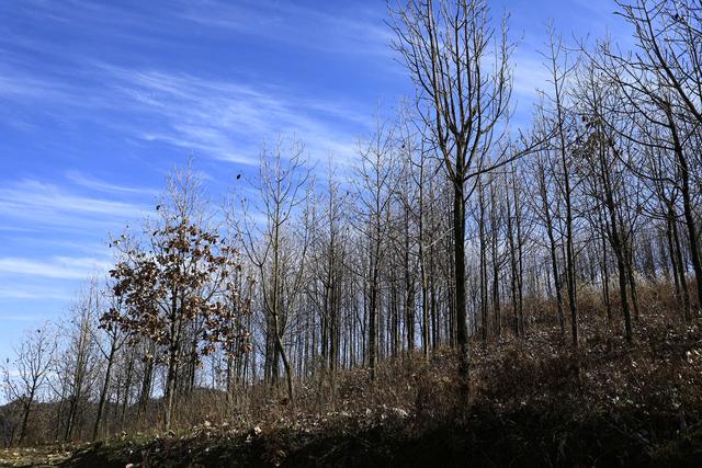 诗画冬日鹤峰：致敬冬日高山树木