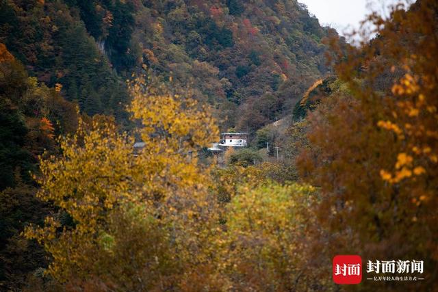 最佳观赏季来了 在红叶彩林间追逐初冬浪漫 | 图集