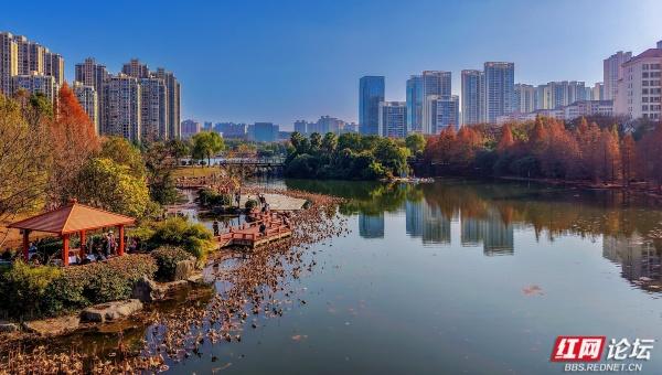 【每日一图@湖南】漫步粟雨湖畔，拾取水杉与冬光合写的暖意篇章