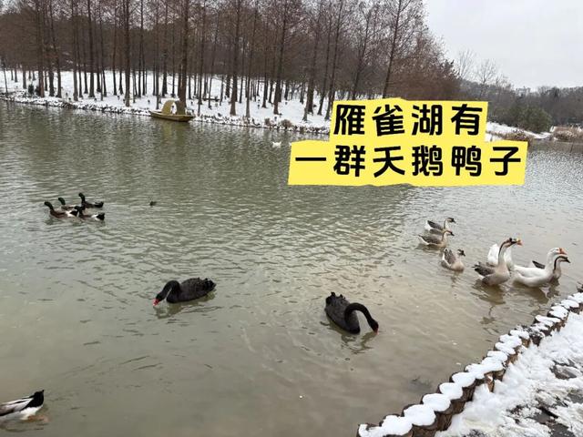 南京明孝陵的梅花开了！这波雪景据说能维持到明天早上，网友：梅花和雪太配了