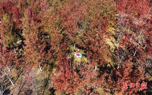 深秋红枫现美景，校园变成“调色盘”