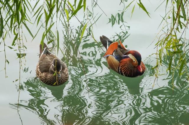 秋日的北海公园，一池成双的鸳鸯