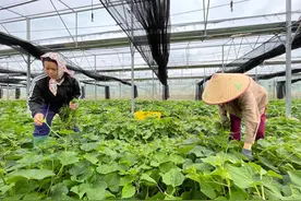 大年餐桌·“鲜”有海南｜为了您舌尖上那口“鲜”，海南有多“拼”？图片
