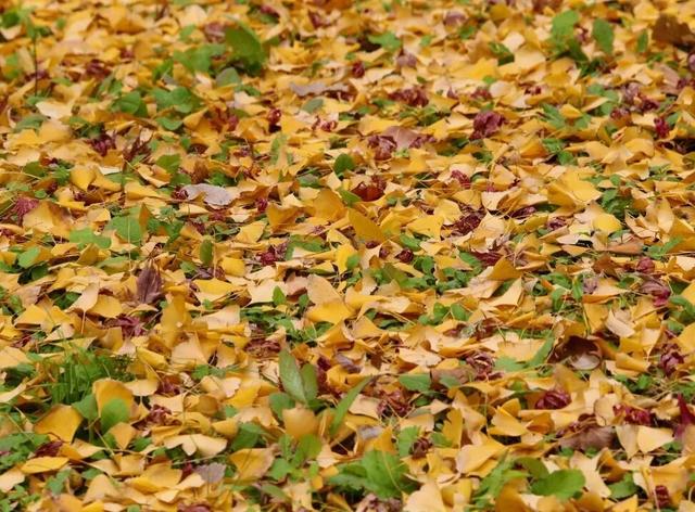 人少景美！洪山5处打卡地，周末约起