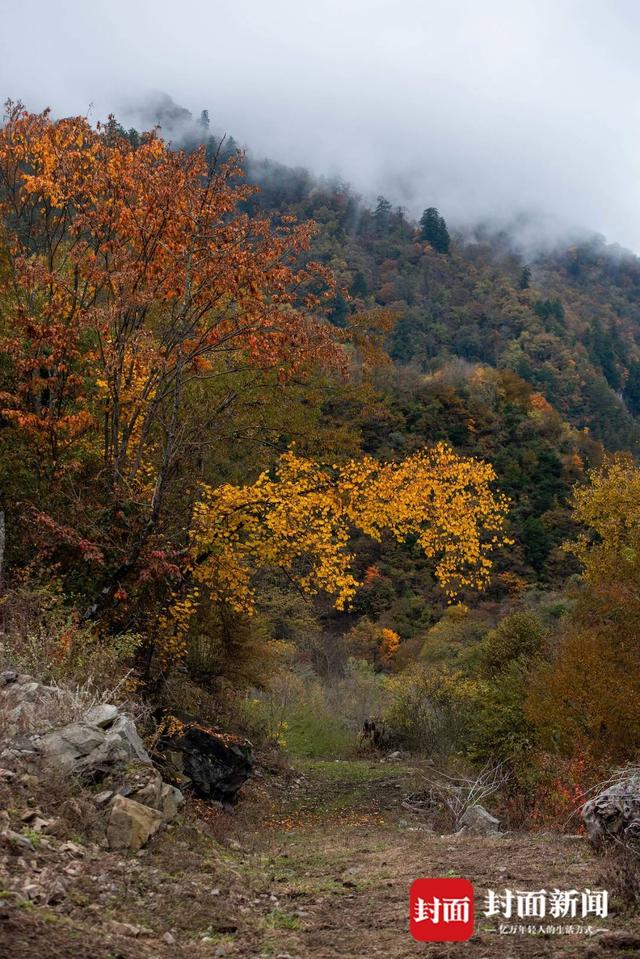最佳观赏季来了 在红叶彩林间追逐初冬浪漫 | 图集