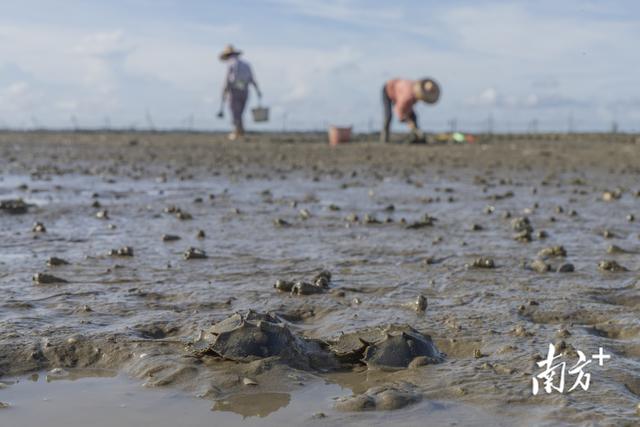 为 “活化石” 撑起保护伞，中华鲎保护方案走向世界
