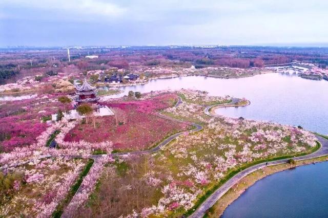 域见上海·域见奉贤｜冬春之交顶流花神C位出道！海湾国家森林公园梅花节定档大年初一