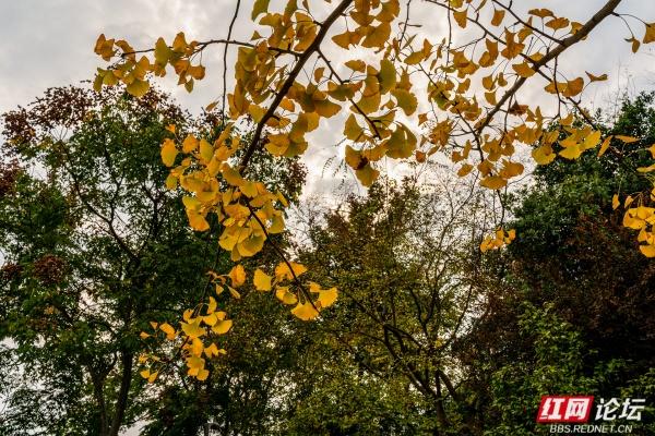 岁暖时刻丨湘府公园银杏季：看叶、玩耍、晒太阳，长沙人的欢乐场