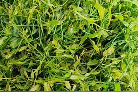 200元一斤！云南这种野菜你吃过吗？图片