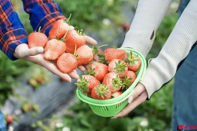 937场“冬游西海岸”文旅活动热闹登场