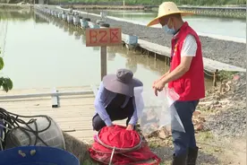 东莞沙田强化夏季水产品“源头”抽检，确保水产品质量安全图片