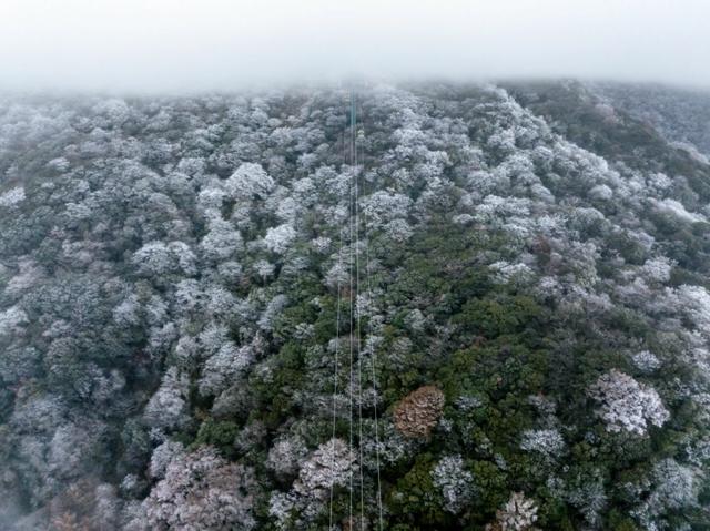 美出天际!梵净山雾凇与云海同框