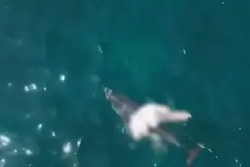 韩国济州岛海域现死亡海豚幼崽，海豚妈妈用背鳍将其托起图片