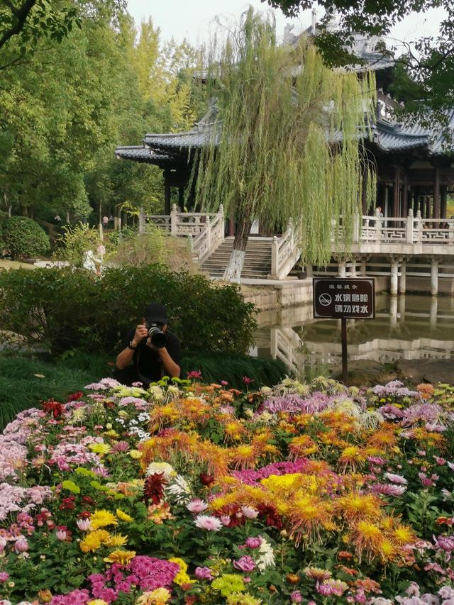 晚潮｜深秋，总要看场菊展吧