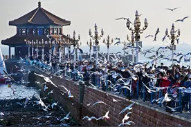图片新闻｜青岛：栈桥赏鸥 邂逅冬日浪漫图片