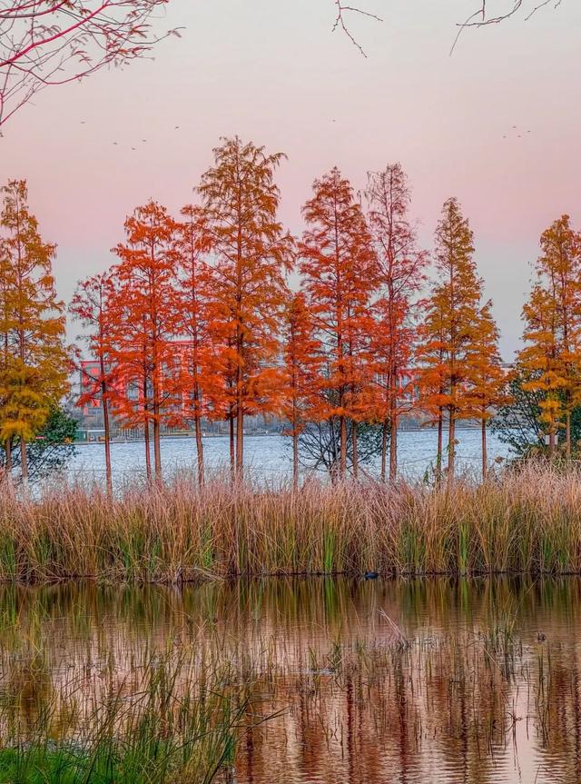 郑州初冬的浪漫，是「水杉」给的~~~