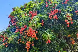 四川攀枝花盐边红格镇荔枝成熟 特色产业铺就“共富路”​图片