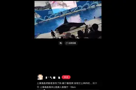 有网友反映上海海昌海洋公园虎鲸表演时有血迹，生理期还是？园方表示：现在无法回复图片