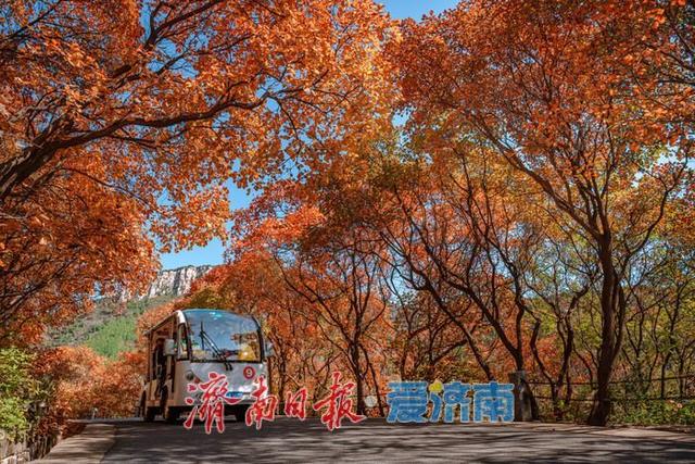 济南红叶谷：万山红遍层林尽染，秋日胜景醉游人