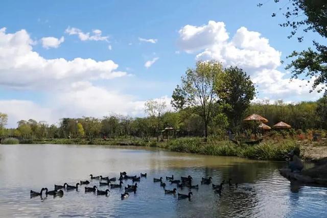 太美了！去北京这里赏“漫山红叶”｜周末京郊微度假