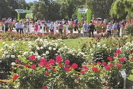 月季花开 满城芬芳图片