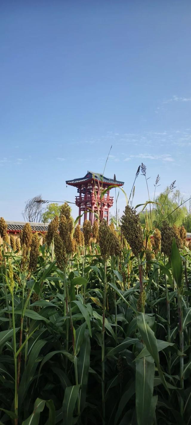 定鼎门旁这片高粱红，已经藏不住古都的秋意了