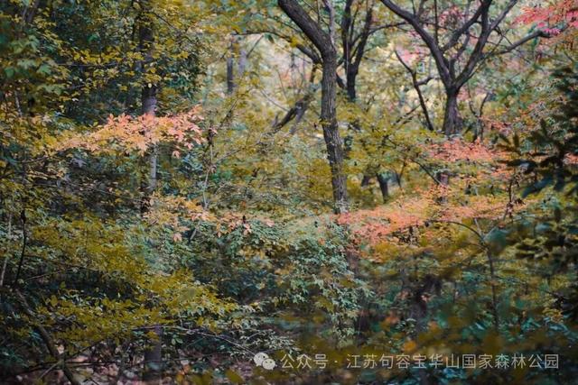 宝华山滑雪场开放时间定了