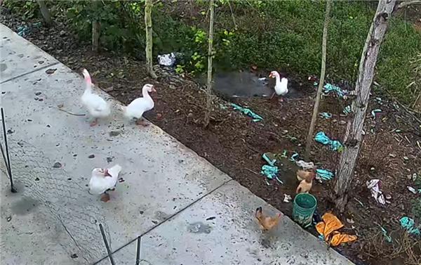 “挺吓人的，18斤大鹅在家门口河沟里瞬间消失”，寻回大鹅尸体，身上几乎无毛，还有四五处伤口