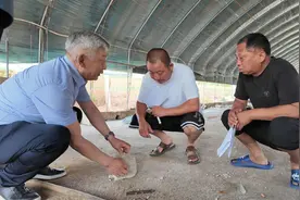 村里来了“基层帮”，贫困户养猪奔小康！“二师兄”换房记图片