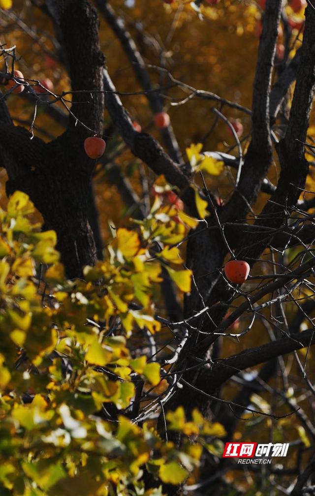 大美红图丨山东淄博：一抹柿红染初冬，田庄藏着岁月暖