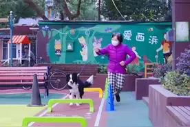 这场家门口的“萌宠运动会”，妙趣横生！图片