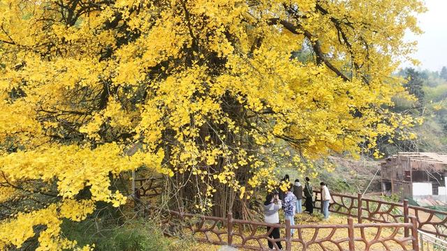 初冬来“杏”！来黎川邂逅一场“金色”限定浪漫
