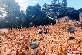 广西“养鸡村”变现“鸡”遇 助粤港澳民众“吃鸡自由”图片