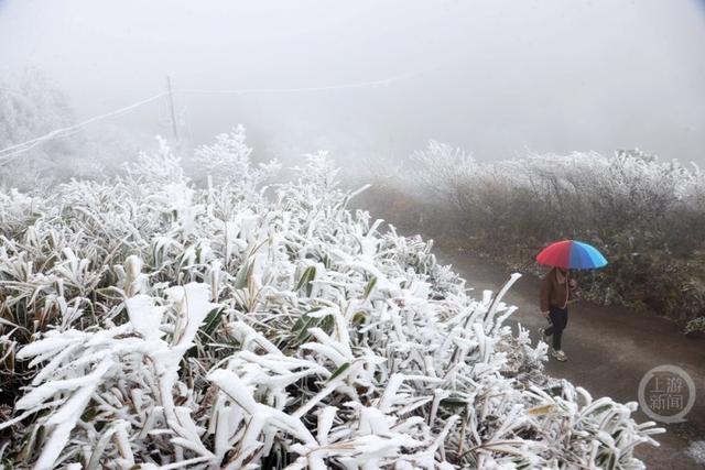 降温降雪 黔江高山地区迎来雾凇美景