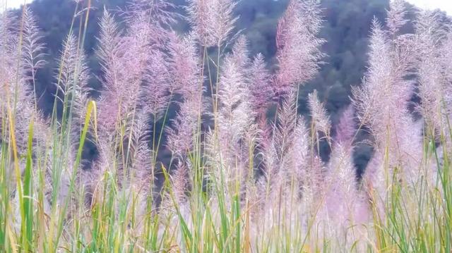 属于福安人的第一场“雪”来了！