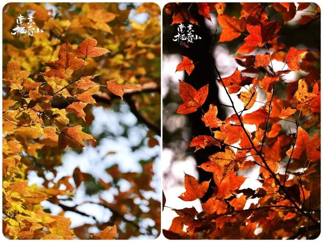 栖霞山红叶实拍+周末活动，不信你不动心！
