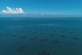 湛江税务18条举措 “护航”金鲳鱼“游”出“致富路”图片