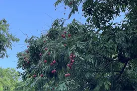 西禅寺宋荔，今年不向市民售卖图片