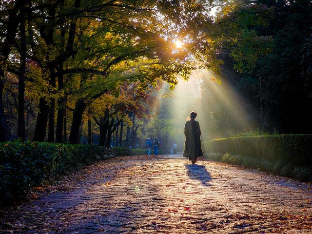 明孝陵清晨现丁达尔绝美景观