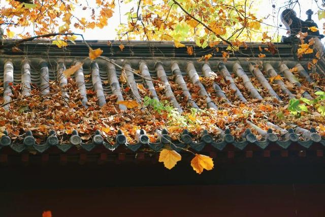 别了，威海的秋天！这些画面值得珍藏一整年