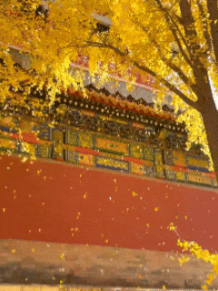 “银杏伞”火出圈！网友：不建议推广，因为我没有