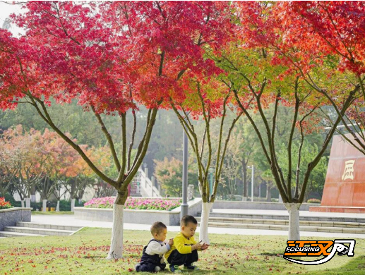 跟着地图赏秋色 荆州发布城区“落叶缓扫”地图