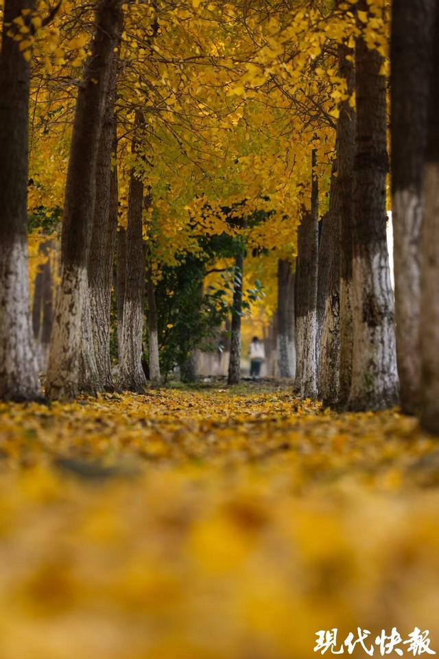 满城尽带“黄金甲”！盐城“网红”银杏长廊进入最佳观赏期