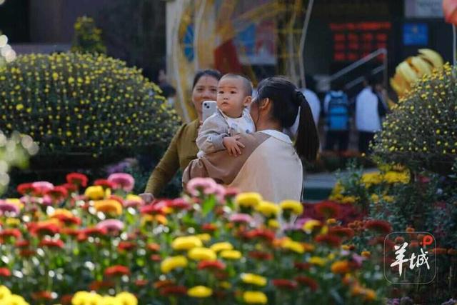 广州文化公园第66届“羊城菊会”周末迎最佳观赏期，将延展至12月上旬
