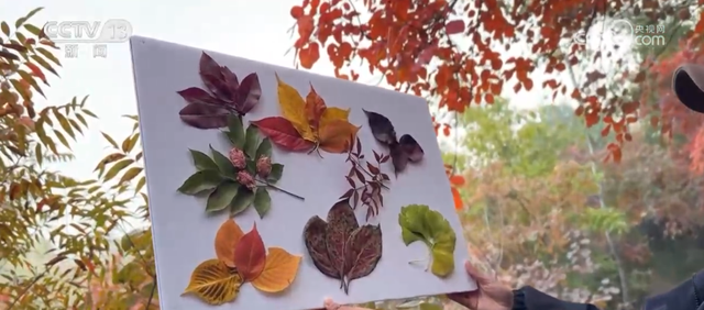 “斑斓秋色+新潮玩法”点燃赏秋游新热力 文旅新消费活力十足