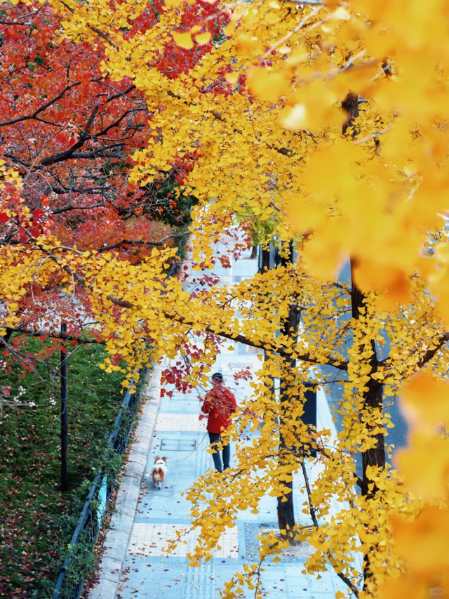 银杏黄了，乌桕红了！魔都绝美天桥美成调色盘，人少免费打卡→