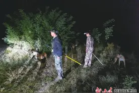 记者直击：夜捕野猪图片