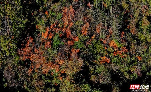 岁暖时刻丨无需远行，中坡山便是怀化的诗与远方